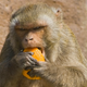 Illustration for article titled Cancer Drug Helps Lazy Monkeys Lose Weight